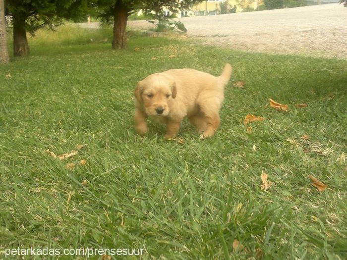 prenses Dişi Golden Retriever