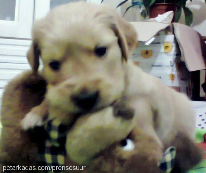 prenses Dişi Golden Retriever