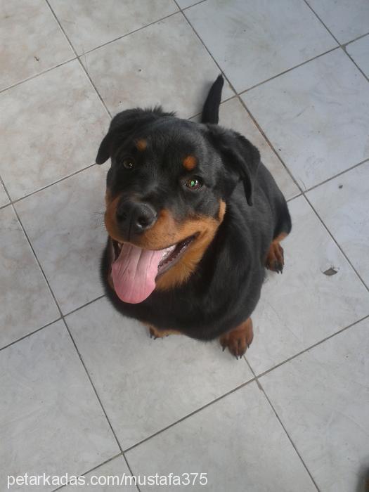 oscar Erkek Rottweiler