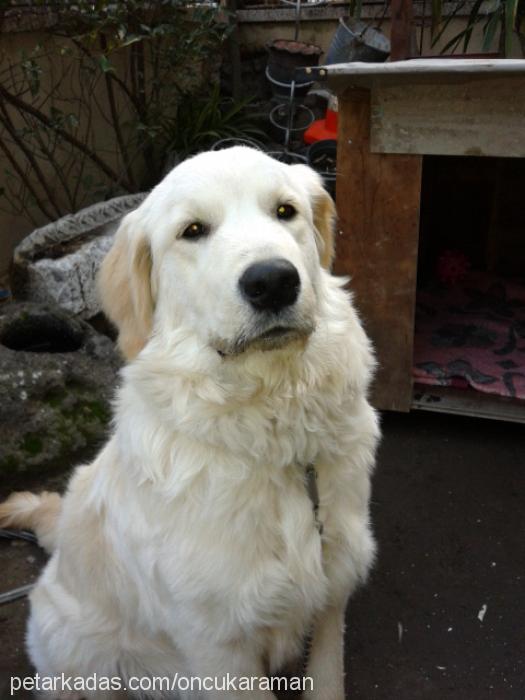 poyraz Erkek Golden Retriever