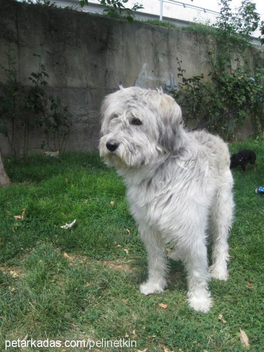 ceku Erkek Soft Coated Wheaten Terrier