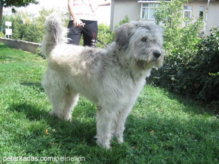 ceku Erkek Soft Coated Wheaten Terrier