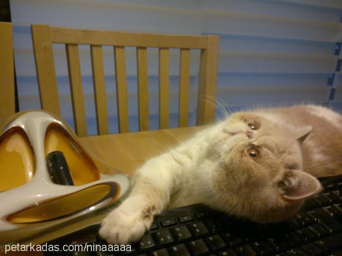 nina Dişi Exotic Shorthair