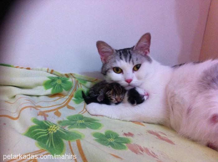 gümüş Dişi British Shorthair