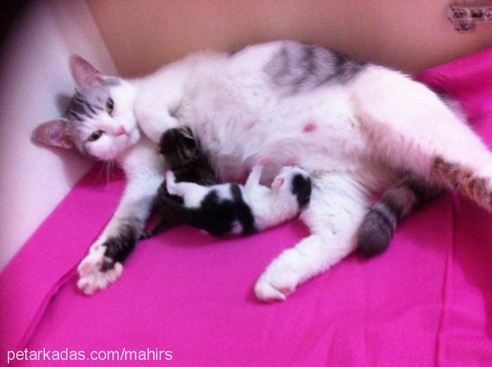 gümüş Dişi British Shorthair