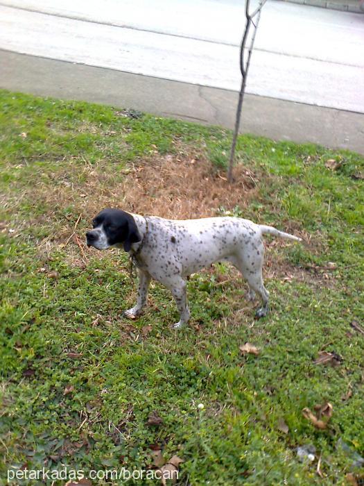 zeytin Dişi Pointer