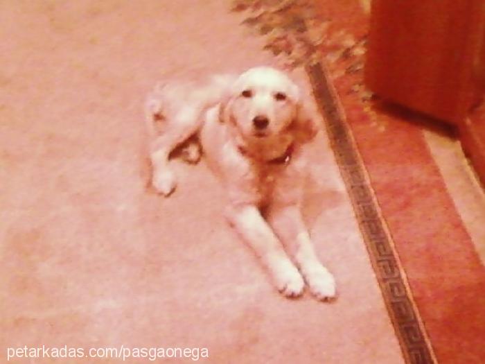 asya Dişi Golden Retriever