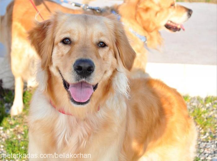 bella Dişi Golden Retriever