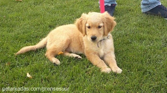 prenses Dişi Golden Retriever