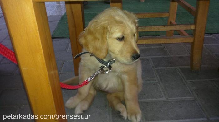 prenses Dişi Golden Retriever