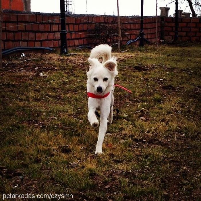 vegas Dişi Finnish Spitz