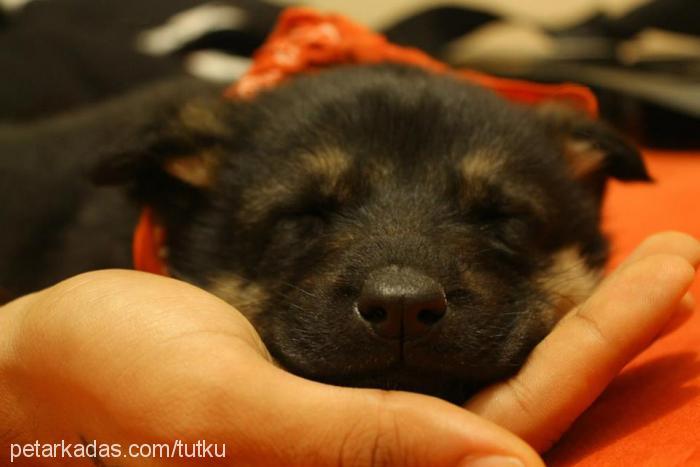 luna Dişi Alman Çoban Köpeği