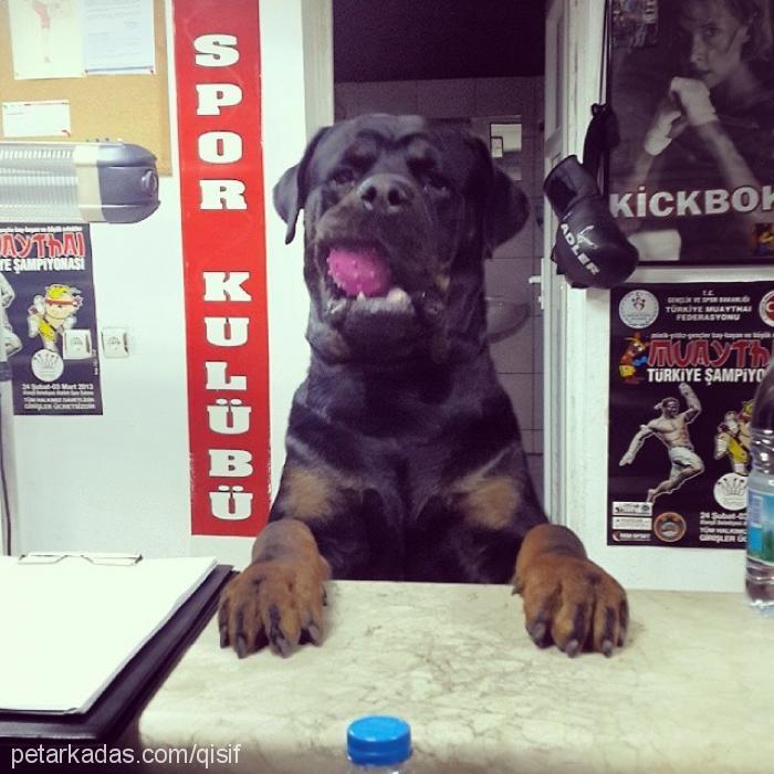 aŞİl Erkek Rottweiler