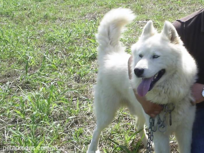 afo Erkek Alaskan Malamute