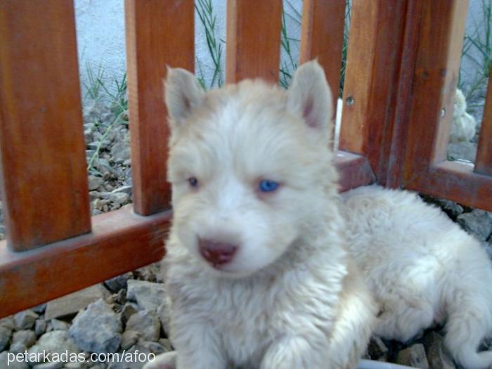 afo Erkek Alaskan Malamute