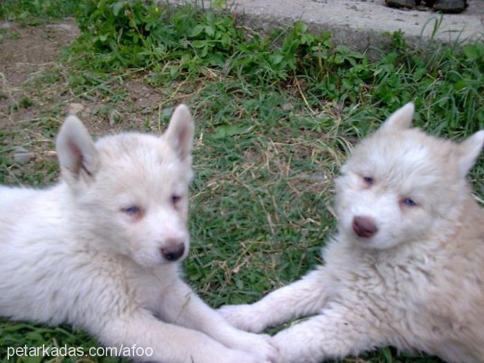 afo Erkek Alaskan Malamute