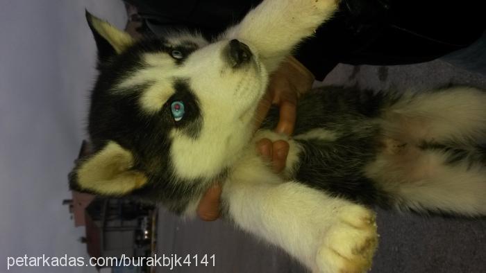 duman Erkek Sibirya Kurdu (Husky)