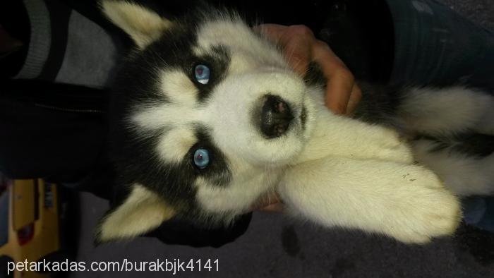 duman Erkek Sibirya Kurdu (Husky)