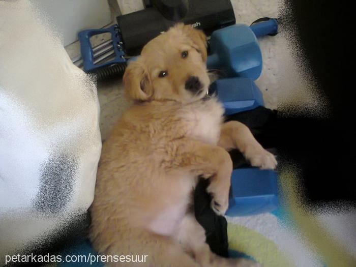 prenses Dişi Golden Retriever