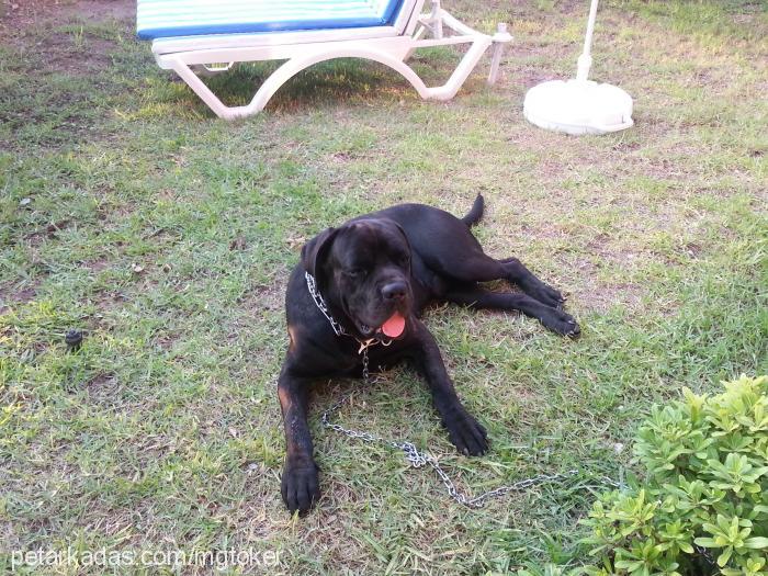 blackangel Erkek Cane Corso Italiano