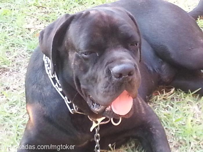 blackangel Erkek Cane Corso Italiano