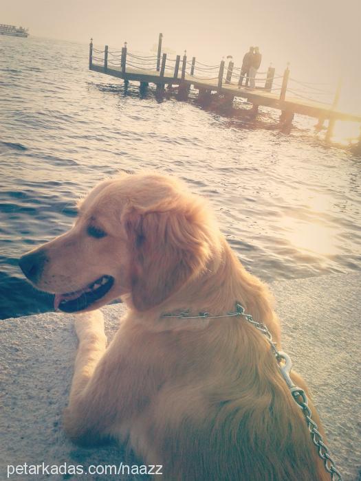 naz Dişi Golden Retriever