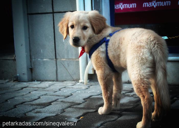 daisy Dişi Golden Retriever