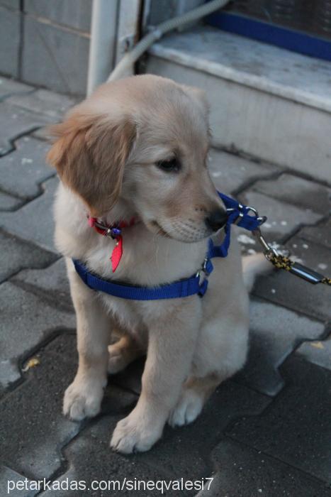 daisy Dişi Golden Retriever