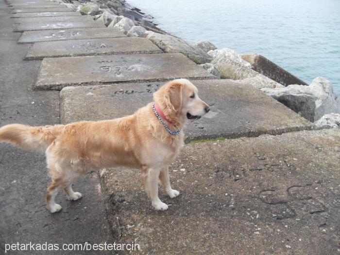 tarcin Erkek Golden Retriever