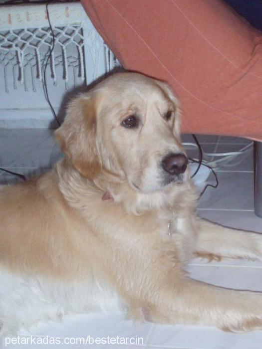 tarcin Erkek Golden Retriever