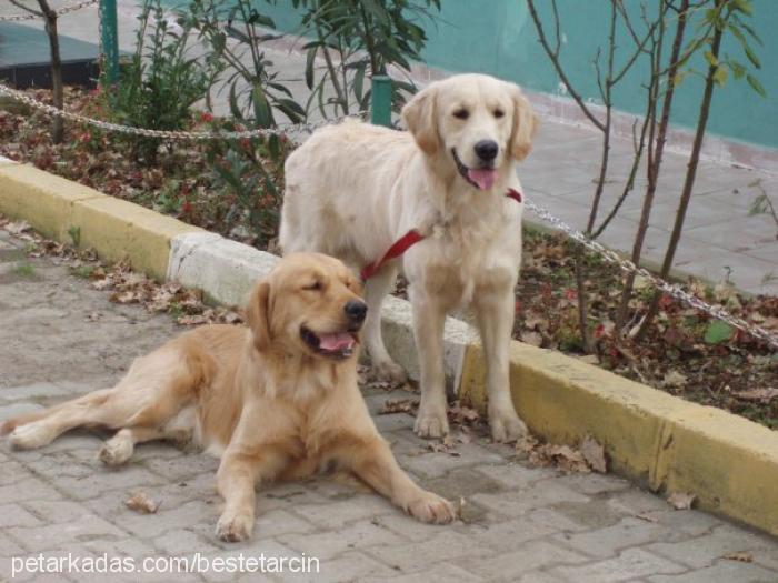 tarcin Erkek Golden Retriever