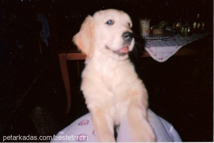 tarcin Erkek Golden Retriever