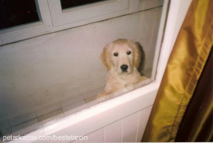 tarcin Erkek Golden Retriever