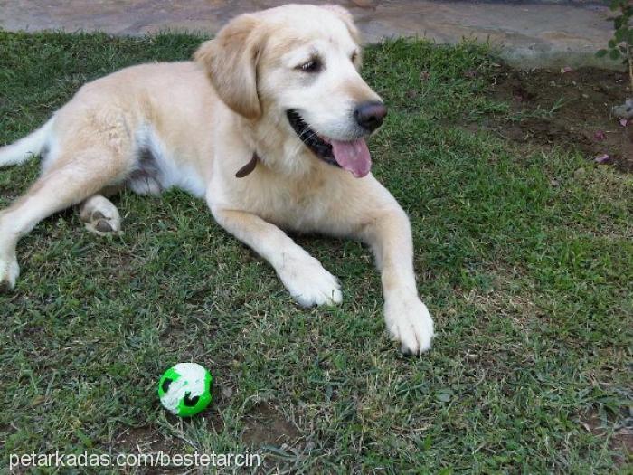 tarcin Erkek Golden Retriever