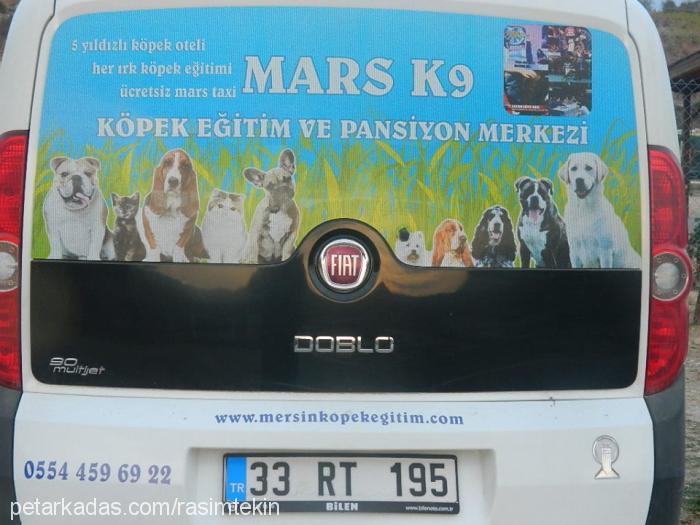 mars Erkek Alman Çoban Köpeği