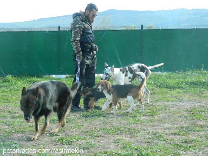 mars Erkek Alman Çoban Köpeği