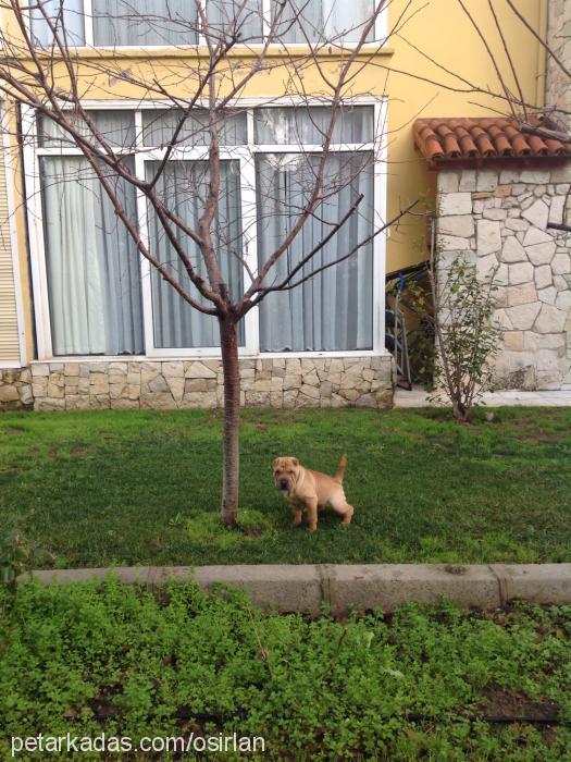 wilma Dişi Çin Shar-Pei