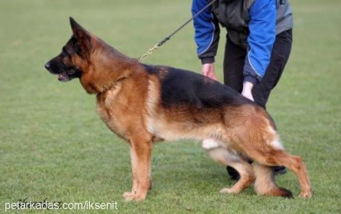 kristeerkvonerk Dişi Alman Çoban Köpeği