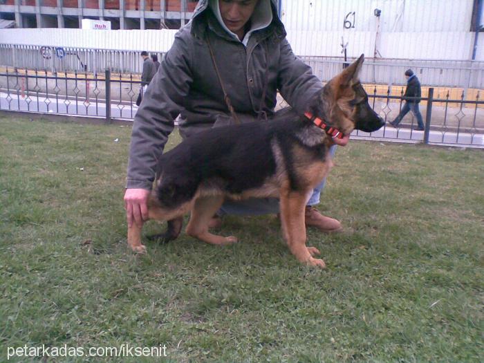 kristeerkvonerk Dişi Alman Çoban Köpeği