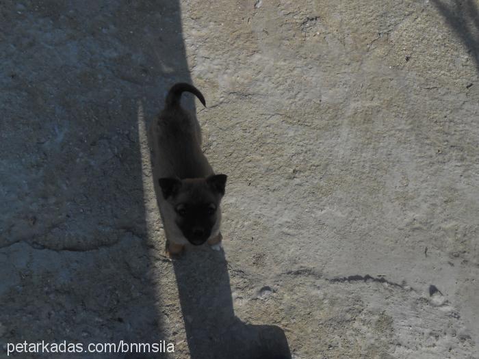 şila Dişi Belçika Malinois