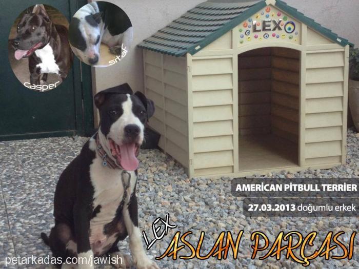 lex Erkek Amerikan Pitbull Terrier