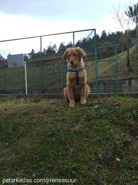 prenses Dişi Golden Retriever