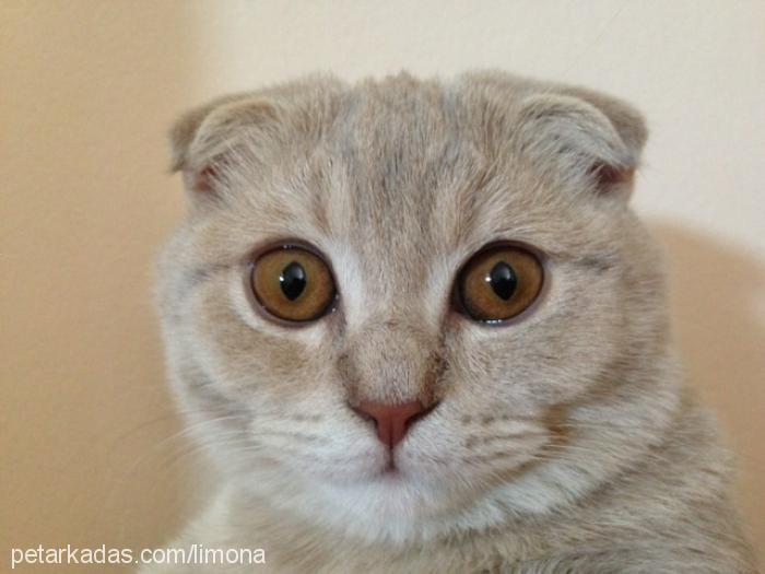 limon Dişi Scottish Fold