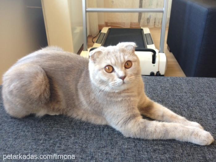 limon Dişi Scottish Fold