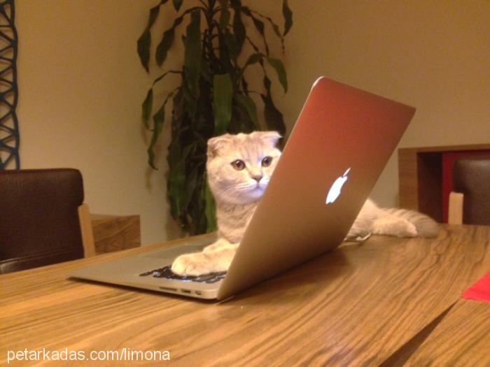 limon Dişi Scottish Fold