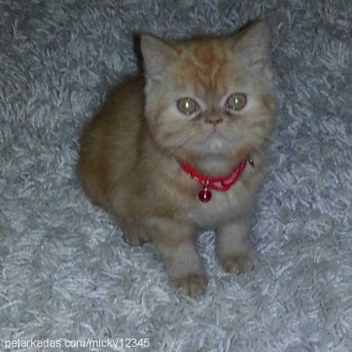 kaju Dişi Exotic Shorthair