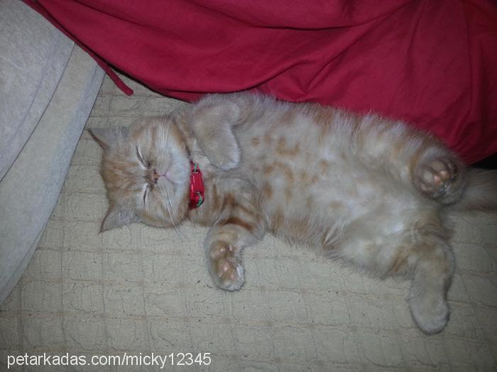 kaju Dişi Exotic Shorthair