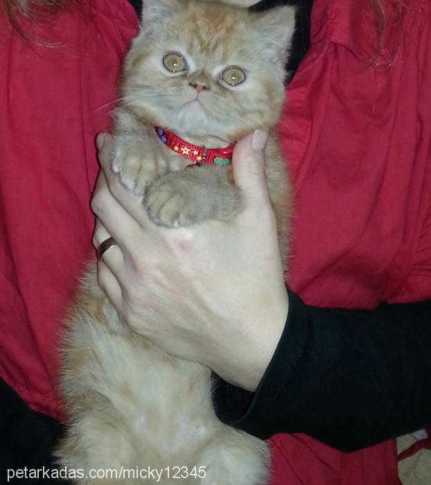 kaju Dişi Exotic Shorthair