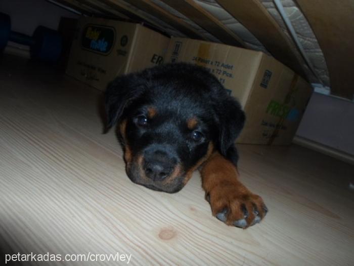 lucky Dişi Rottweiler