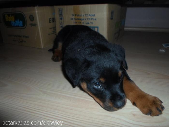 lucky Dişi Rottweiler